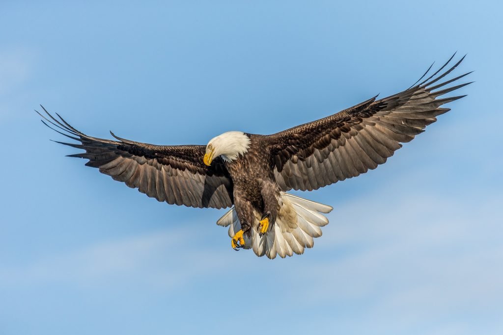 Image for article on Google SERPs. "Bald Eagle Searching" by Andy Morffew is licensed under CC BY 2.0.